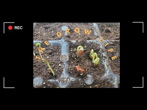 A Day In The Life Of A Seed