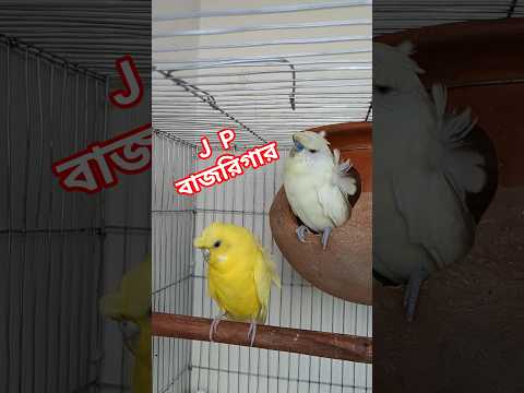 JP বাজরিগার #budgies #parakeet #budgielife #budgiesounds#shorts #birds #JP #japan  #birds #shorts