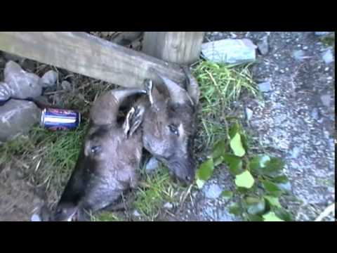 Thar Jagt ved Whymper Hut i NZ