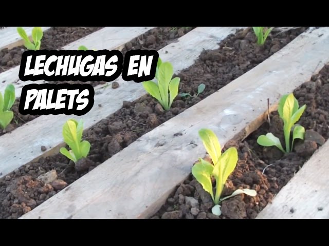 Cómo Cultivar Lechugas en Palets: Una Experiencia Única en La Huerta