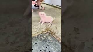 Feeding Baby Pig