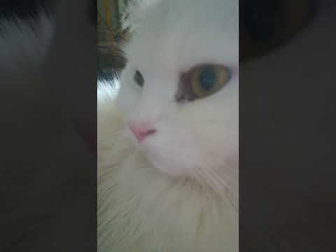 Babsi the king of cats in the world