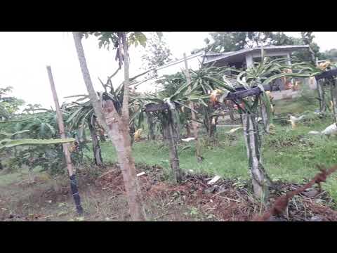 Dragon fruit ....by parimal