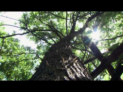 Hackberry Emperor Butterflies