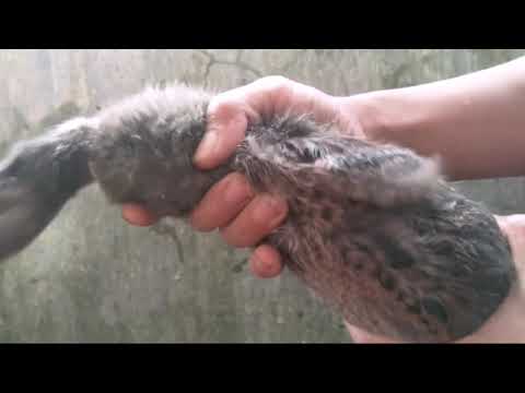 Membedakan Novyj Trend Smotret Onlajn Na Sajte Trendovi Ru