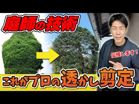 翡翠の木の花を咲かせる方法