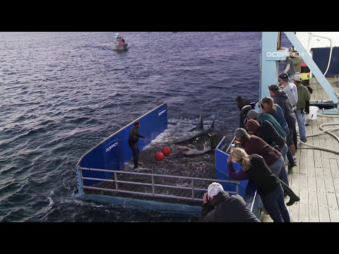 Great White Shark Caught, Tagged, Released For Science | Raw Video