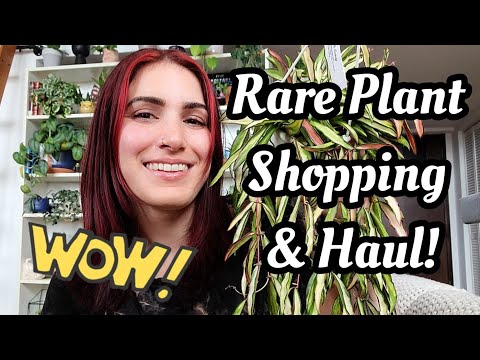 Rare Plant Shopping & Haul!! 🌿 SO MANY GORGEOUS PLANTS!! New Stock at Paul's & Sandy's 🌼💕
