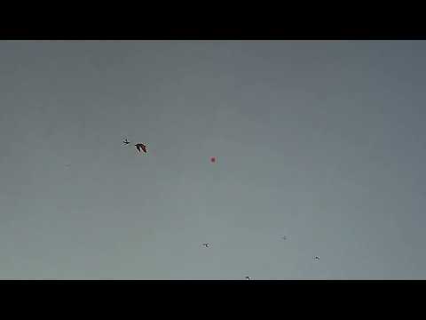 Ouverture aux canards septembre 2022-Video en Shotkam