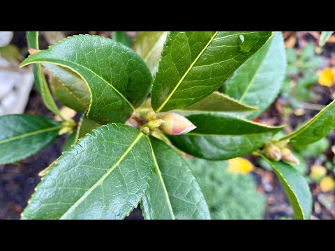 Light Prune Before Winter, Camellia “Taylor's Perfection",  (4K) - November 12, 2023