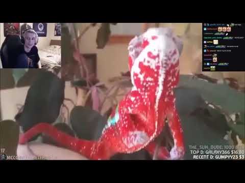 xQc Reacts to When a Chameleon Trusts You