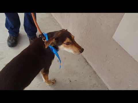 Bevo, an adopted Shepherd & Labrador Retriever Mix in Lytle, TX_image-1