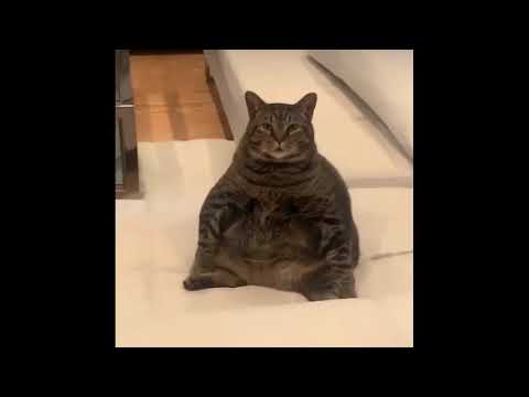 CHONK - Funny Chonky Cats Compilation #chonk #chunkycat
