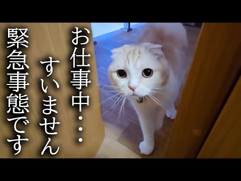 猫が大騒ぎしてるのでついて行ってみると大変な事が...