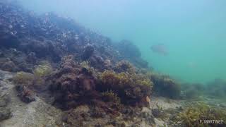 Fish around a remnant oyster reef in Botany Bay - Sydney