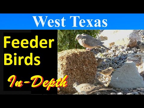 10 Most Common Feeder Birds of Western Texas [In-Depth]