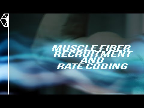 Nervous System Training | Rate Coding and Muscle Fiber Recruitment