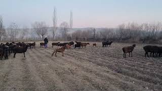 What did the shepherd do with these sheep?