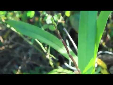 MY ORCHID GARDEN DREAMS - Orchid Projects and Updates