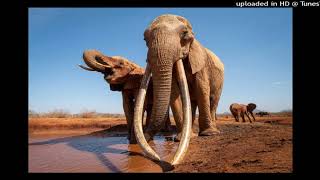 Elephants - Instrumental