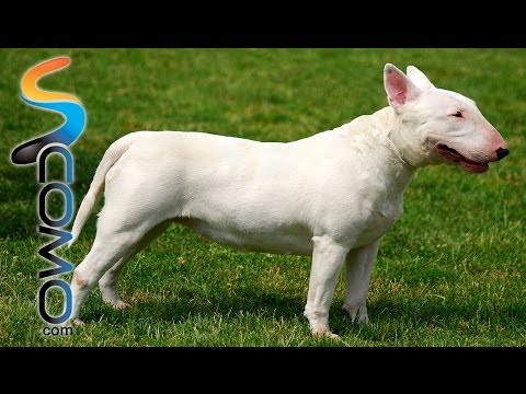 ¿Sabes las características de un bull terrier inglés?