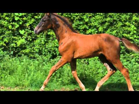 Don Diamond X Rohdiamant filly