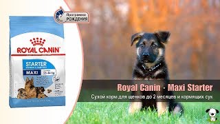 Royal Canin Maxi Starter 4 кг (2994040) - відео 1