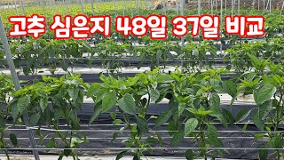 고추 심은지 48일 37일 비교 괴산청결고추 코레곤 세븐스타 [고추재배방법]