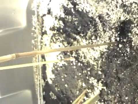 Mystery sativa update!"transplanted from 12 inch pot to 20 gallo  tote" Flowering like crazy!