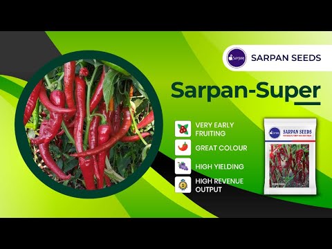 Dried sarpan super byadagi chilli seeds, packaging type: pac...