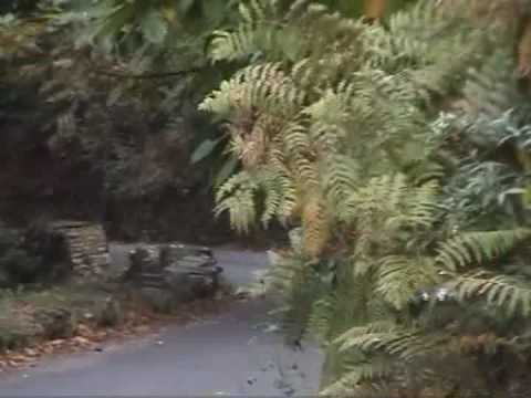 Manrico Falleri  Show