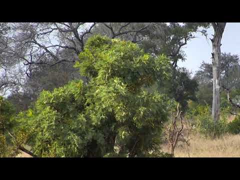 Djuma: Two sparring Impala rams along with herd - 05/30/18