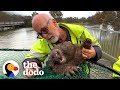 Stranded Wombat Desperately Needs Help After River Flood | The Dodo