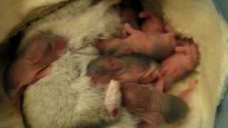 Mimmi and 6 days old 7 dwarfs