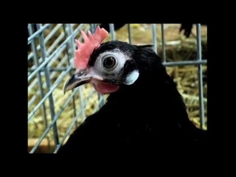 Zwerg-Krüper schwarz, Exposition Avicole Mulhouse 2016