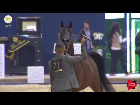 N.71 ASAYEL RAHEEB - SEWC 2019 - 4-6 Years Old Stallions (Class 9)