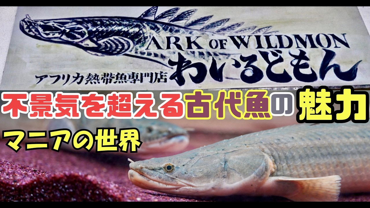 [コア]古代魚マニアのオフ会 ナイル水系ポリプテルスに取り憑かれた漢達の物語 『ワイルドモン』