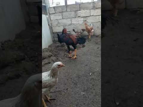 HEYRATI BEÇƏ 2 dekabr 2022