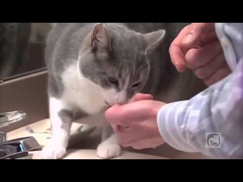 Brushing Your Cat's Teeth Part 4 - 4 Week Training Program