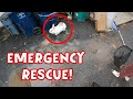 Living Behind a Dumpster?! 😱 Rabbit Rescue