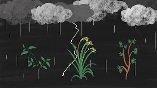 2020: Monopolrechte auf Saatgut: Wie die Schweiz den Hunger fördert
