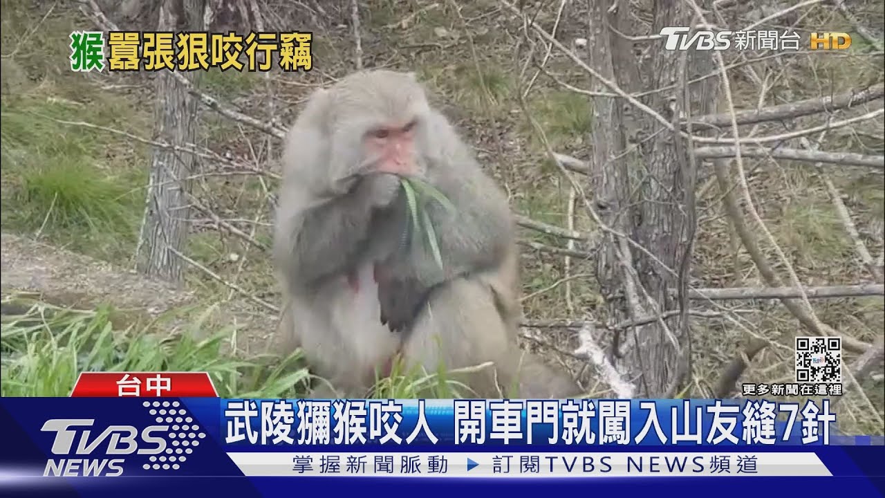 武陵獼猴咬人 開車門就闖入山友縫7針