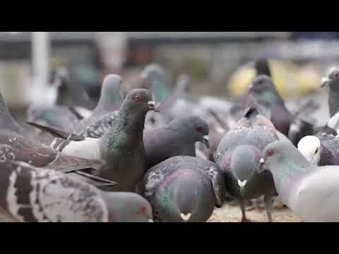 Taubenschlag - Eure Fragen und die Antworten!