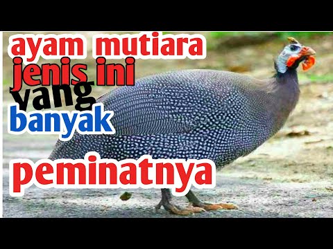 , title : 'Ayam mutiara jenis ini yang paling popoler di indonesia dan banyak peminatnya'