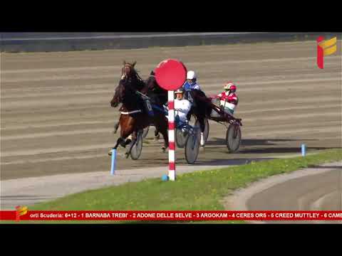 IV Corsa del 4 Febbraio 2023 - 5 Anni ed oltre - Metri 1600