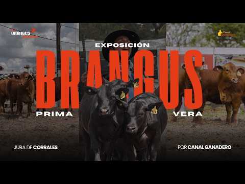 EXPO BRANGUS PRIMAVERA 2026 - JURA DE CORRALES -  EN VIVO POR CANAL GANADERO