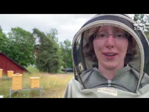 Jakten på binas hemliga knep – med Melissa Oddie forskare vid SLU