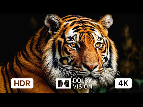 8 HOURS Of 4K Big Cats - Amazing Felidae | Calming, Sleep, Meditation, Study