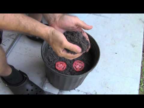 La technique la plus simple pour faire pousser ses plants de tomates