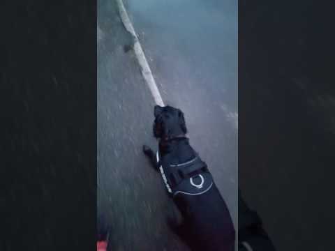 Mutts 'n' Mischief Holistic Education and Behaviour Services video.